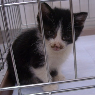 元気いっぱいな子猫里親募集中