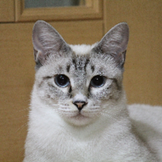 ♥シャム系柄の美人猫ふーちゃん♥　【広島】