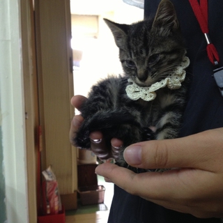 保護した子猫の里親さん募集です！
