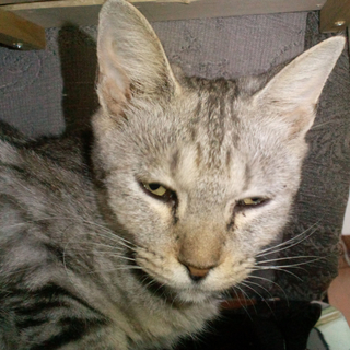 野良猫なのに人なつこいんです。