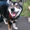 ウサギさんとも仲良し穏やかな黒柴のイチオ サムネイル4