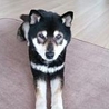 ウサギさんとも仲良し穏やかな黒柴のイチオ サムネイル3