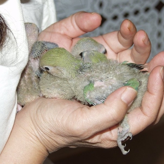 コザクラインコの雛の里親募集（急募）決まりました。