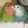 コザクラインコの雛の里親募集（急募）決まりました。 サムネイル2
