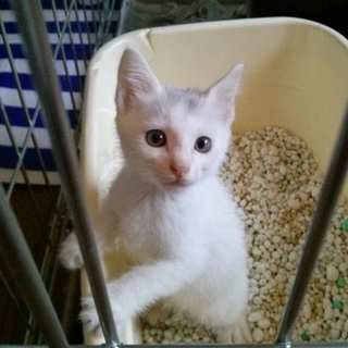 白い美男子こねこちゃんの里親募集！