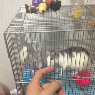 かわいいファンシーラット！