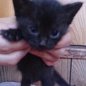 かわいい子猫ちゃん