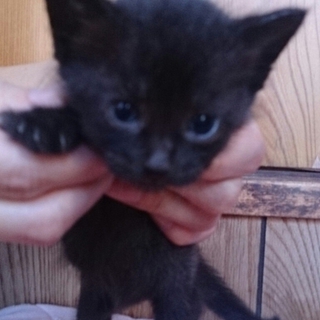 かわいい子猫ちゃん