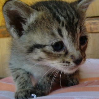 かわいい子猫ちゃん