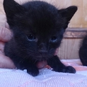かわいい子猫ちゃん