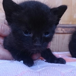 かわいい子猫ちゃん