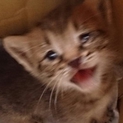 かわいい子猫ちゃん