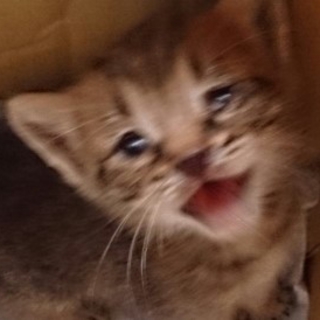 かわいい子猫ちゃん