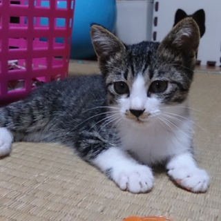 生後２ヶ月の子猫の里親さん募集
