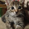 里親探しています サムネイル2