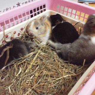 子ウサギの里親募集