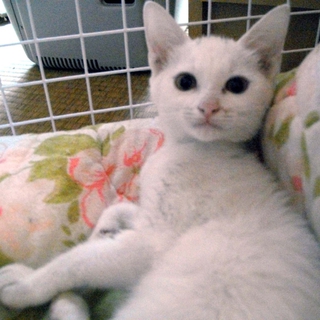 ありがとうございます