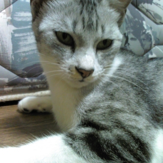 知人から預かっている猫を貰って下さい。