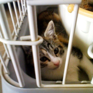かわいい子猫の里親様募集