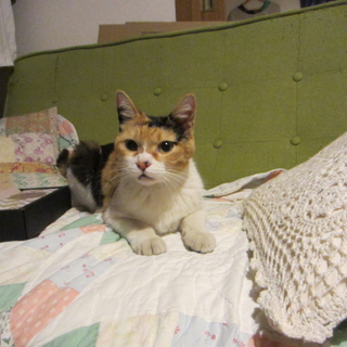 とっても人懐こい三毛猫の女の子です