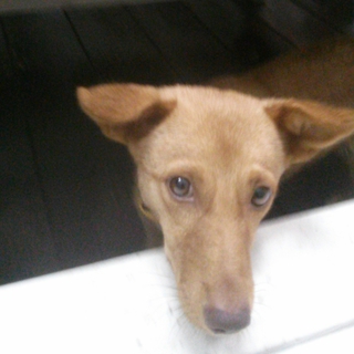 ☆一時中断☆茶色いイタグレ？保護犬チゲちゃん