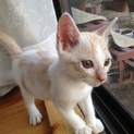 子猫の里親さん募集