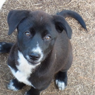 仮名　ちゃこちゃんです。