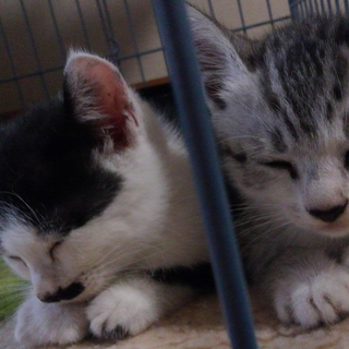 子猫2匹