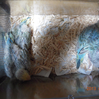 セキセイインコ雛の里親募集（里親が決まりました）