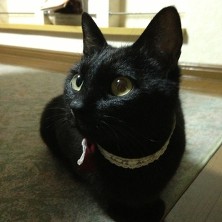 猫(女の子)里親募集中！