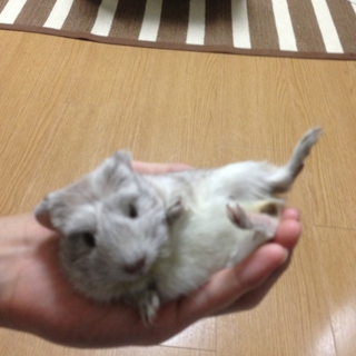 可愛い赤ちゃんモルモット