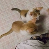ありがとうございました サムネイル7