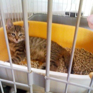 かわいい子猫の里親様募集
