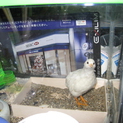 ☆ヒメウズラ飼育経験者で異血導入里親を探してます！