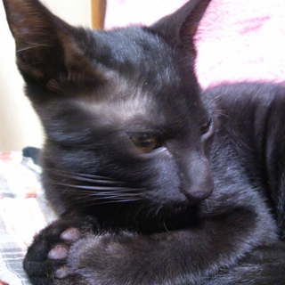 元気な子猫の里親を募集中★