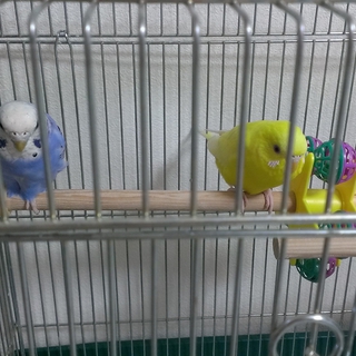 セキセイインコが好きな方是非里親になってください！