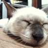 落ち着きがありのんびり屋さん サムネイル3