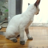 落ち着きがありのんびり屋さん サムネイル4
