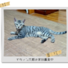 落ち着きがありのんびり屋さん サムネイル6