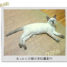 落ち着きがありのんびり屋さん サムネイル7