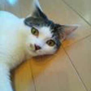 超かわいい白とトラ毛の子猫です♡