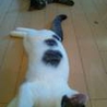 超かわいい白とトラ毛の子猫です♡ サムネイル3