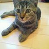 超かわいい白とトラ毛の子猫です♡ サムネイル2