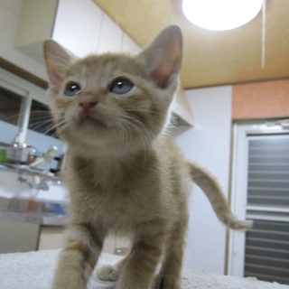 1.5ヶ月　人なつこい茶トラ　かげとらくん