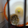 【シマリス】男の子　１歳 サムネイル2