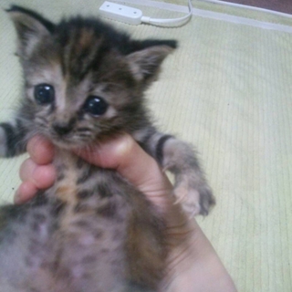 トラ猫（オス）・生後１か月の元気な子です！