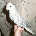オカメインコ　WFシナモンパール