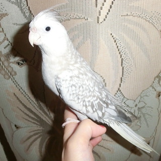 オカメインコ　WFシナモンパール