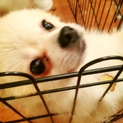 とってもかわいいポメラニアン