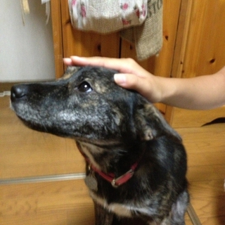 素敵な里親様に巡り会えました